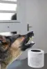 CORDES Cane da guardia elettronico CC-2200, 120 dB Anteprima dell’immagine prodotto 7