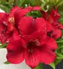 Inkalilie Colorita™ Kate - Astroemeria Colorita™ Kate - Produktbild-Vorschau 1