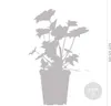 Bloomique - 6er-Set - Heuchera Micrantha Palace Purple - Produktbild-Vorschau 3