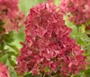 Dehner Bodendecker-Rispenhortensie Groundbreaker® Ruby™, Produktbild-Vorschau 5