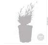 Bloomique - Lot de 3 - Lavandula Angustifolia 'Hidcote' - Voir les images du produit 3