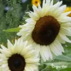 Sonnenblumen-Saatgutpaket - 10 Arten Produktbild-Vorschau 6