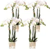Orchidées Phalaenopsis Amabilis blanches - Ø9cm - plante Voir les images du produit 1