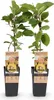 Green boutiQ - Obst Pflanze - Actinidia deliciosa Golden Produktbild-Vorschau 2
