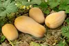 SAFLAX - BIO - Kürbis - Butternut - 6 Samen - Mit Produktbild-Vorschau 5
