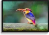 MuchoWow® MuchoWow® Gerahmtes Poster Eisvogel - Eidechse - Produktbild-Vorschau 1