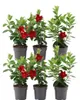 Plants by Frank | 6 Dipladenia Red Pflanzen | Mandevilla | Produktbild-Vorschau 1