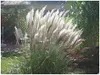 Stauden Gänge 1 x Miscanthus sinensis 'Silberfeder' im 1 Produktbild-Vorschau 3