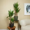 Bloomique - Zestaw 2 sztuk - Jukka Elephantipes - Lilia Podgląd zdjęcia produktu 2