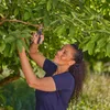 Gardena Gartenschere PremiumCut Frisches Holz Produktbild-Vorschau 8