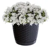 Prosperplast Pflanztopf/Blumentopf - Kunststoff - D19 x Produktbild-Vorschau 2