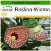 SAFLAX - Roślina-Widmo - 80 Nasiona - Z podłożem uprawowym Podgląd zdjęcia produktu 8