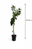 Drzewko mandarynkowe 100–140 cm w doniczce C17 – Citrus Podgląd zdjęcia produktu 3