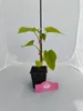 Lot de 2 plants de Paulownia tomentosa (Paulownia), hauteur Voir les images du produit 2