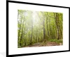 MuchoWow® Gerahmtes Poster Hohe Bäume wachsen an einem Produktbild-Vorschau 1