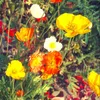 Islandmohn Samen Mix (Papaver nudicaule) - Wunderschön Produktbild-Vorschau 5