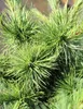 Mélèze bleu du Japon larix Kämpferi Blue Dwarf Haute tige Voir les images du produit 2
