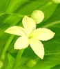 BALDUR Garten Hawaii-Palme, 1 Pflanze, Zimmerpflanze Produktbild-Vorschau 4