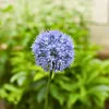 Blauer Zierlauch - Allium 'Caeruleum' - Set mit 40 Produktbild-Vorschau 3