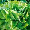 Winter-Kopfsalat Maiwunder Samen - Lactuca sativa - Produktbild-Vorschau 3