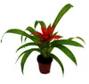 Mini Guzmania Trio - sada 3 barevných bromélií ve 3 barvách Náhled obrázku produktu 6