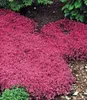 A garden bed filled with blooming pink thyme plants, with some green foliage and dark soil visible. Produktbild-Vorschau