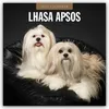 Lhasa Apsos - Lhasa Apso 2027 - 16-Monatskalender Produktbild-Vorschau 1