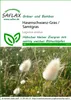 SAFLAX - Hasenschwanz-Gras / Samtgras - Lagurus ovatus - Produktbild-Vorschau 5
