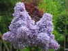 Flieder ´CARPE DIEM®´ auf Stamm 120  cm, Cont. 7,5 l Produktbild-Vorschau 4