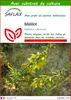SAFLAX  - Mélilot - 250 graines - Avec substrat - Melilotus Voir les images du produit 1