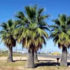 Semená palmy - Washingtonia Filifera - balenie 3 ks - Náhľad obrázku produktu 4