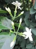 Trachelospermum jasminoides Star of Toscana - Duftender Produktbild-Vorschau 3