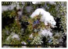 Lüneburger Heide (Wandkalender 2027 DIN A4 quer), CALVENDO Produktbild-Vorschau 4