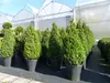 2 Stück Ilex crenata Caroline Upright Pyramide 130 - 150 cm Produktbild-Vorschau 7
