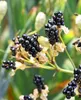 Leopardenblume, Cont. 0,5 l Produktbild-Vorschau 9