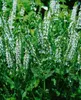 Salvia nemorosa 'Schneehügel', Steppensalbei, weiß, ca. 9x9 Produktbild-Vorschau 12