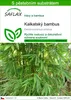 SAFLAX - kalkatský bambus - Dendrocalamus strictus - 50 Náhled obrázku produktu 1