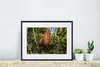 MuchoWow® MuchoWow® Gerahmtes Poster Tropische Farben der Produktbild-Vorschau 6