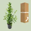 Meergroothandel Ficus Microcarpa Moclame - 95 cm, Ø 21 cm Produktbild-Vorschau 4