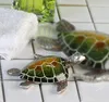 Casablanca Schildkröte Josie Poly,grün/silber L.10cm  Produktbild-Vorschau 1