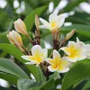 Frangipanier - Plumeria rubra 'Hawaii' - Hauteur 45-55cm - Voir les images du produit 6