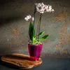 KADAX Blumentopf "Menfi", Blumenkübel für Orchidee, Produktbild-Vorschau 5