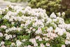Rhododendron micranthum 'Bloombux' -R-, immergrün, 25–30 cm Produktbild-Vorschau 1