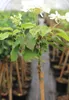 Japanischer Etagen - Schneeball 'Viburnum Mariesii' Produktbild-Vorschau 1