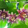 Semená Passiflora Quadrangularis - balenie 5 ks - Exotické Náhľad obrázku produktu 4