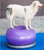FitPAWS Balle de fitness pour chiens TRAX Donut 55 cm Voir les images du produit 5