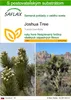 SAFLAX - Joshua Tree - Yucca brevifolia - 10 Semená - S Náhľad obrázku produktu 1