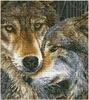 DIAMOND DOTZ® Original Diamond Painting "Muzzle Nuzzle" 42 Produktbild-Vorschau 1