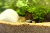 Aquarium Bodengrund Quarzkies Bernstein 1-2 mm, 24 kg, für Produktbild-Vorschau 7