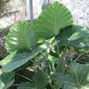 Riesen-Elefantenohr (Leucocasia gigantea 'Thailand Giant') Produktbild-Vorschau 1